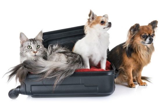 maine-coon-cat-and-chihuahua-2021-08-26-17-37-14-utc maine-coon-cat-and-chihuahua-2021-08-26-17-37-14-utc